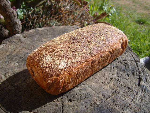 413  sègol 100%.JPG