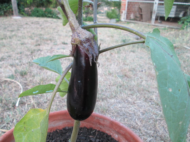 1ª albergínia creixent.JPG
