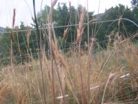 Trigo en grano de AEGILOPS (suena egipcio pero Miolo me dijo que nada mas lejos...)