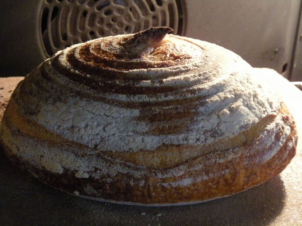 007 - txapelita pugliese sémola bio rimacinata de grano duro de Altamura (Martimucci)  (600x450).jpg