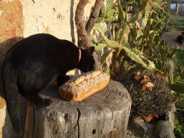 al gato también le viene bien