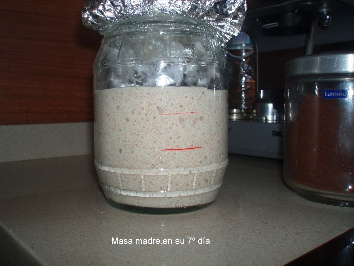 masa madre 7º dia (704 x 528).jpg