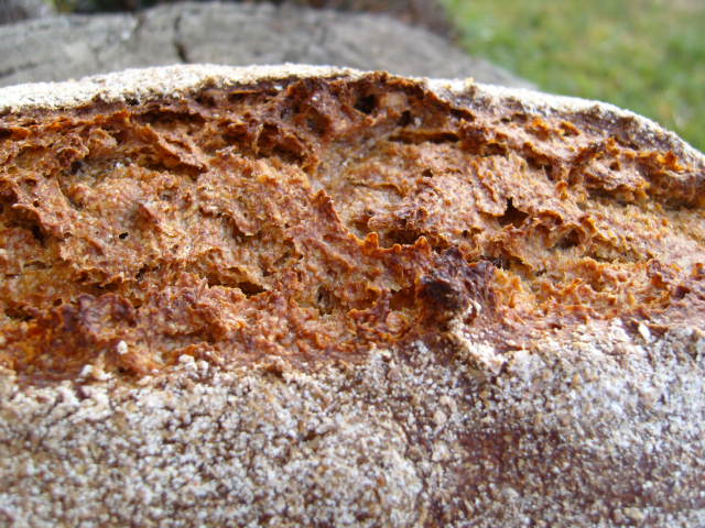 216 detalle corteza