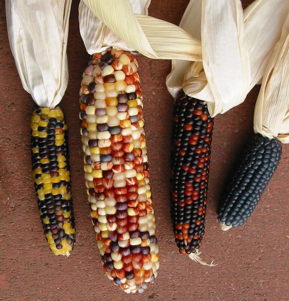 Multicolor_corns.jpg