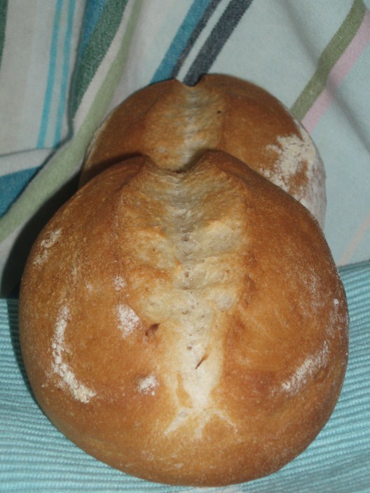 P6130066 (528 x 704).jpg