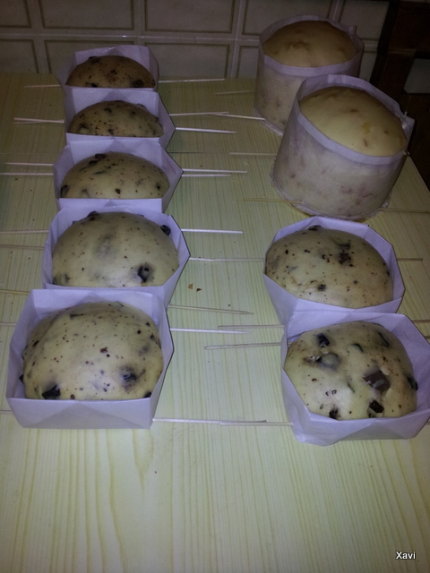 Ya creciditos, antes de entrar al horno